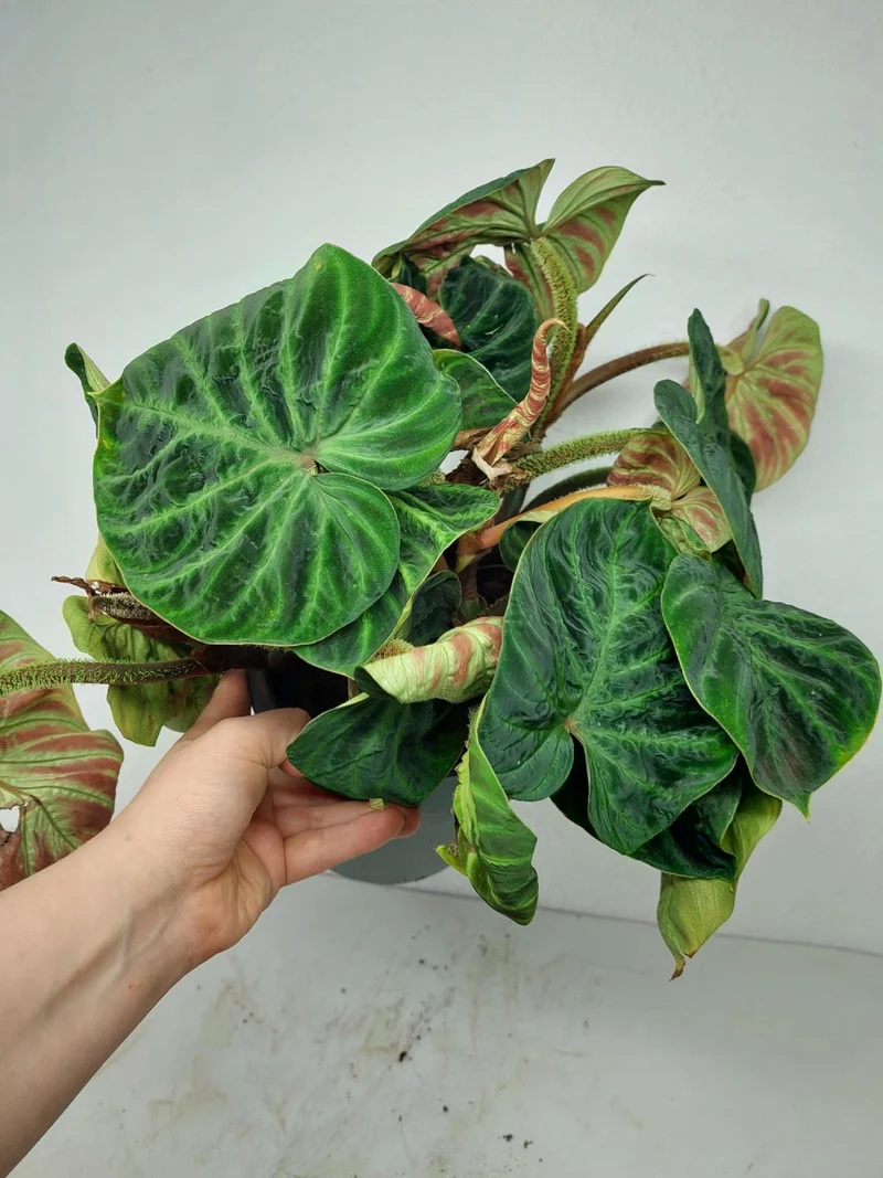 Sad Plants