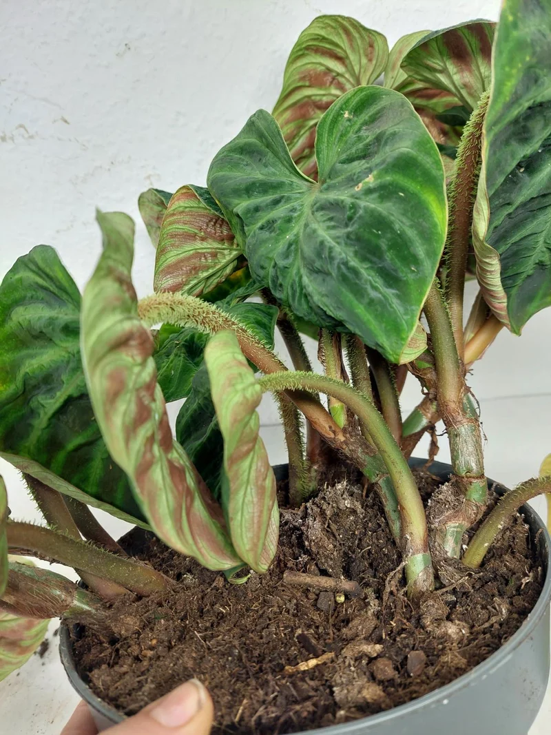 Sad Plants