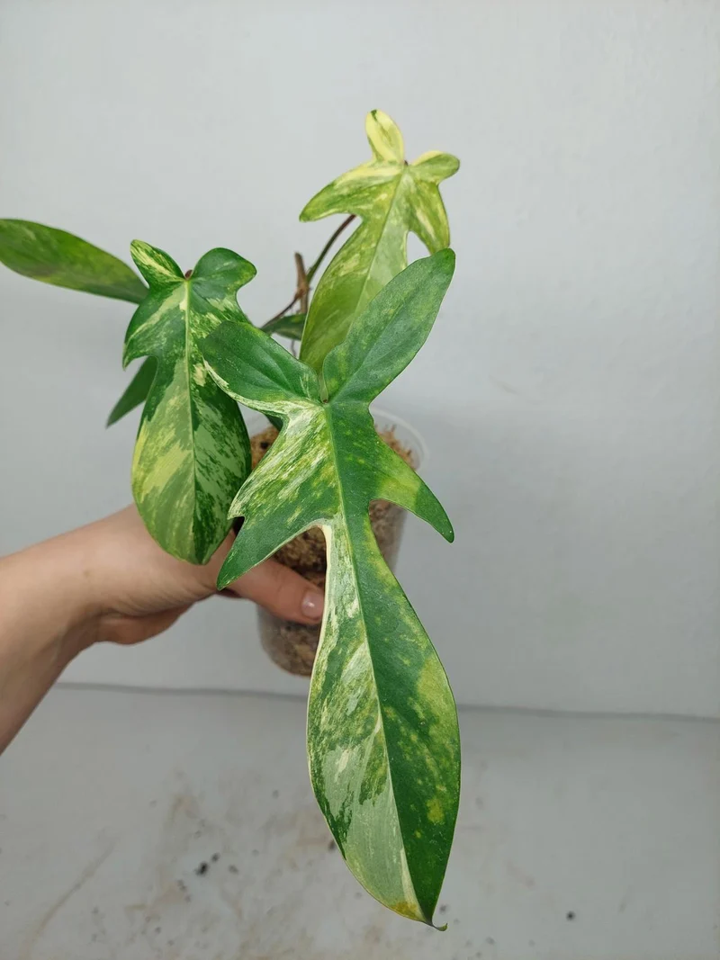 Sad Plants