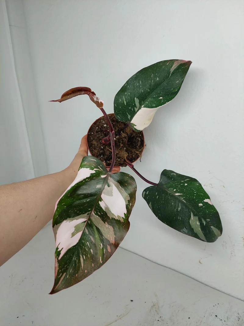 Sad Plants