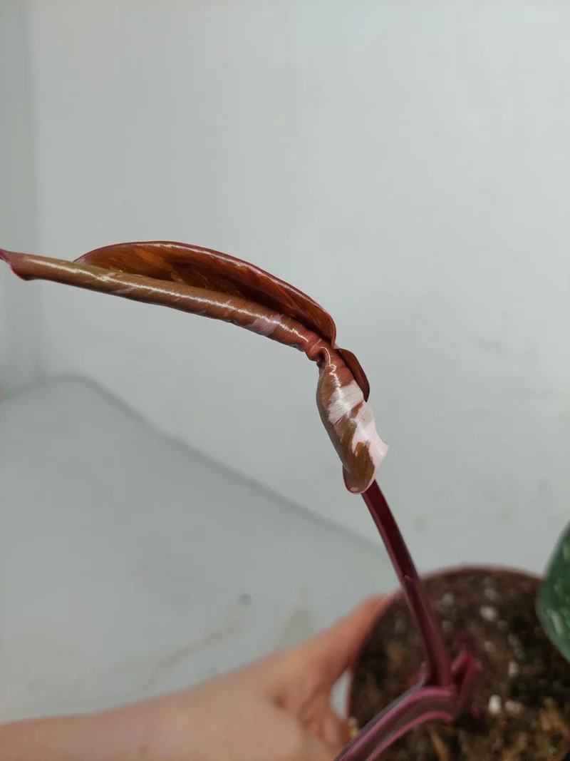 Sad Plants