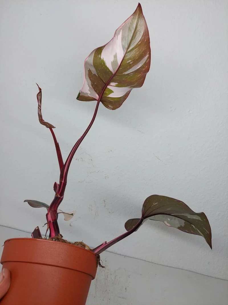Sad Plants