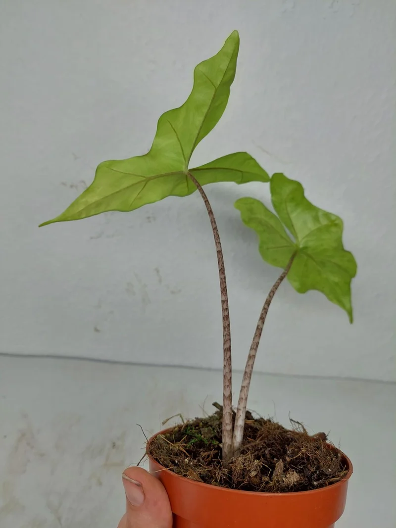 Sad Plants
