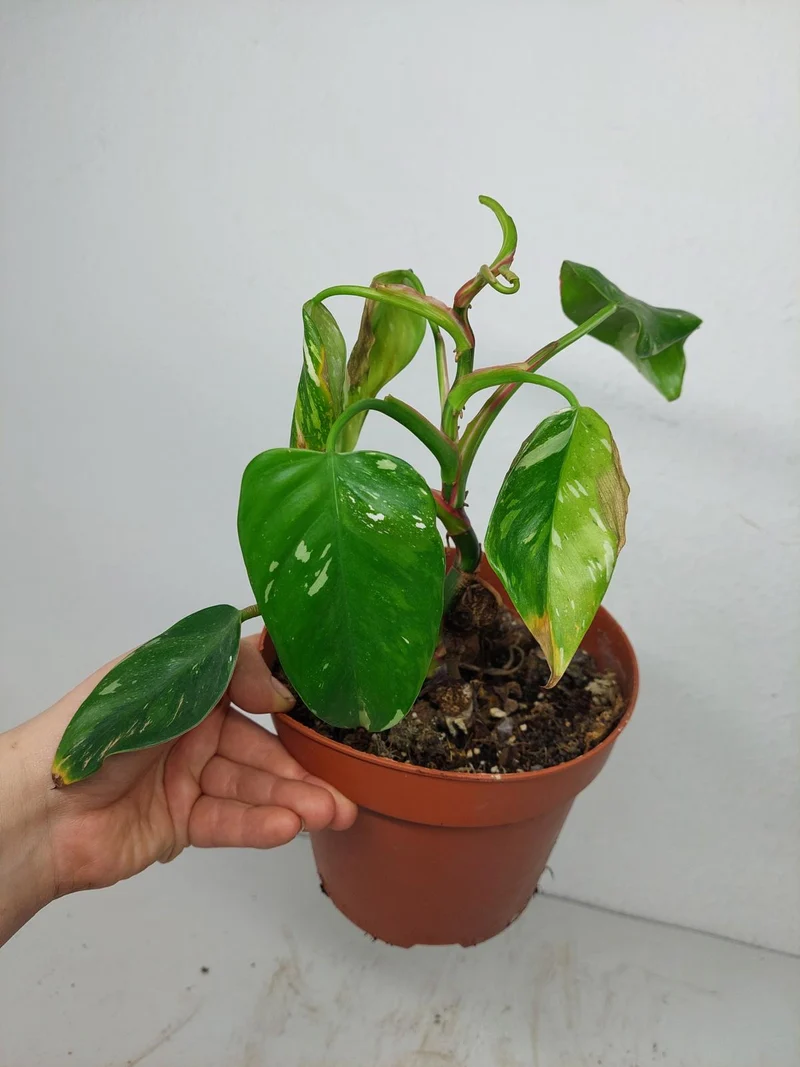 Sad Plants