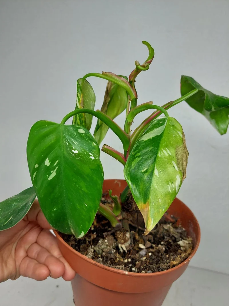 Sad Plants