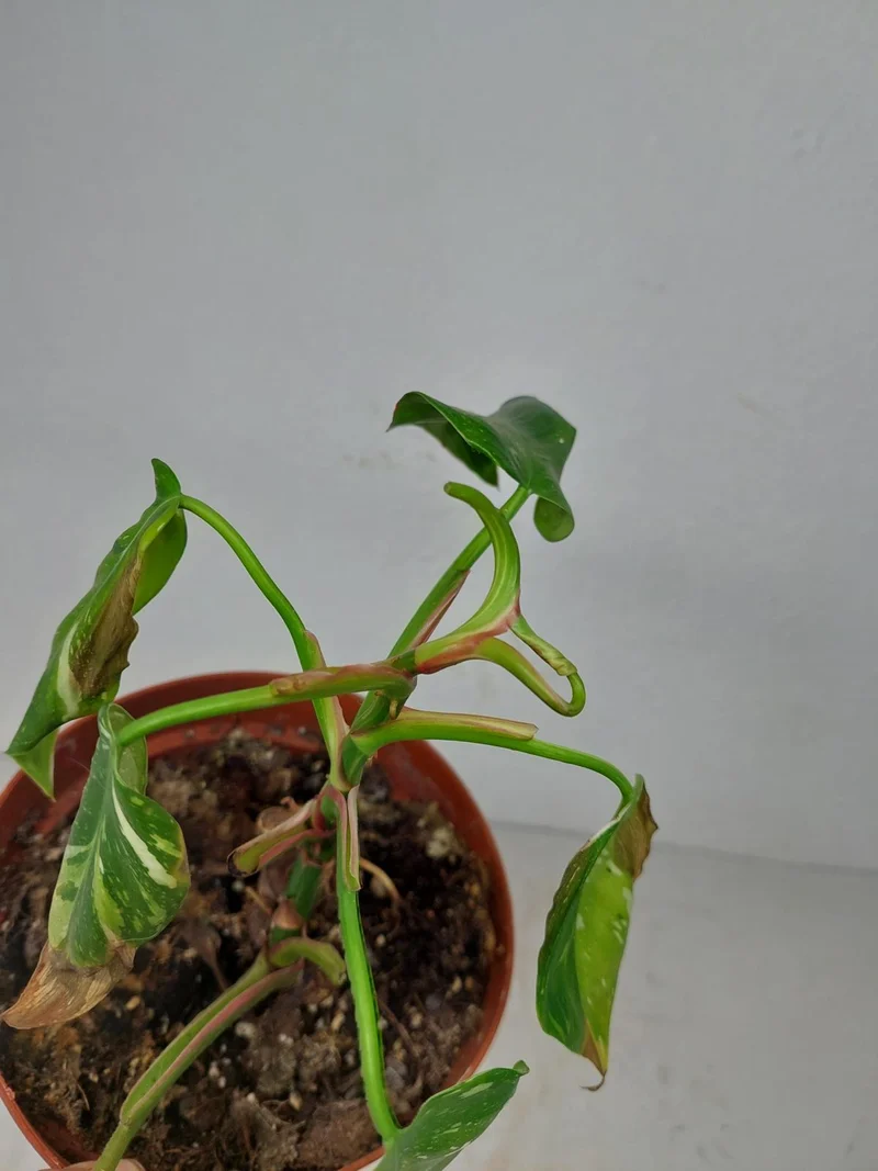 Sad Plants