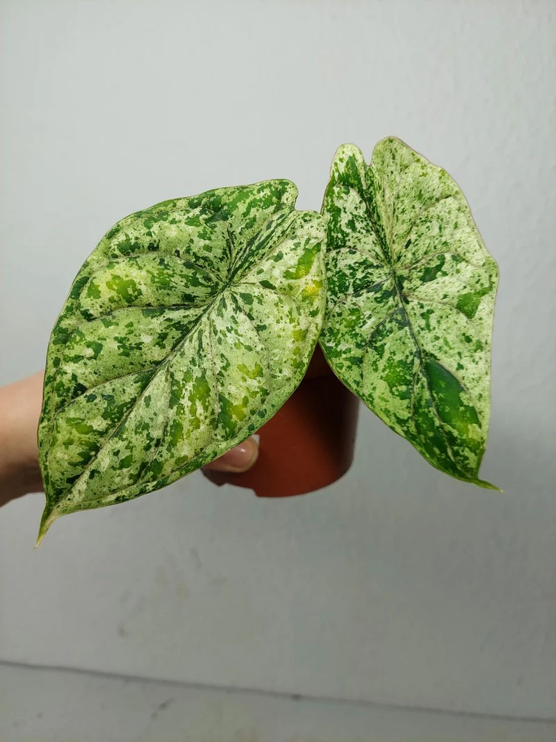 Sad Plants