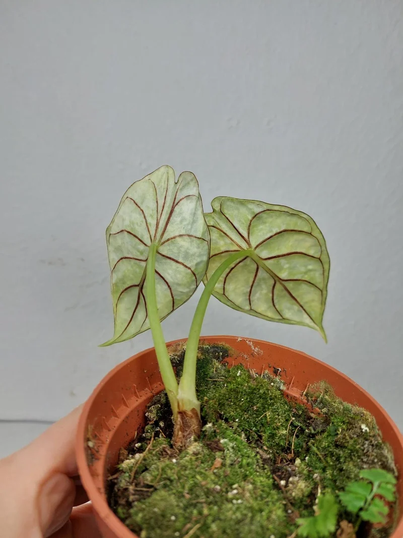 Sad Plants