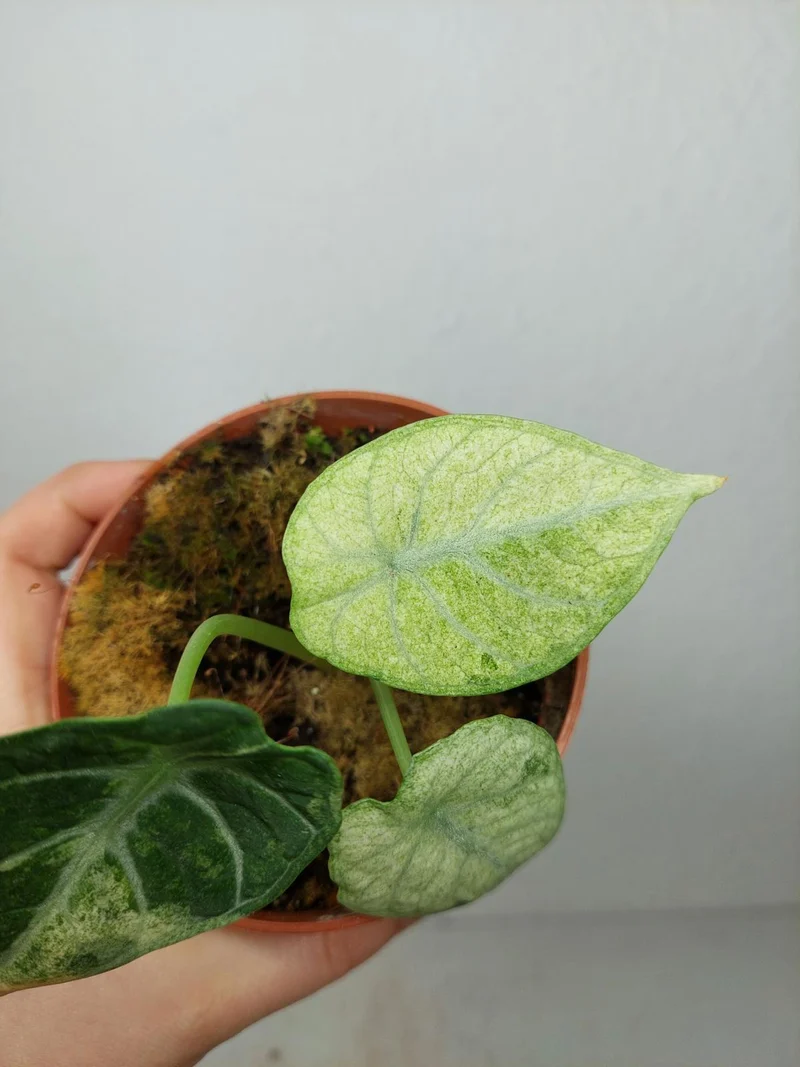 Sad Plants