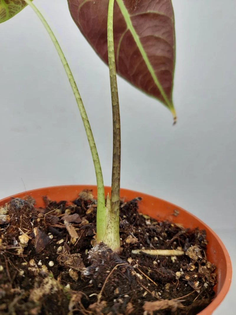 Sad Plants