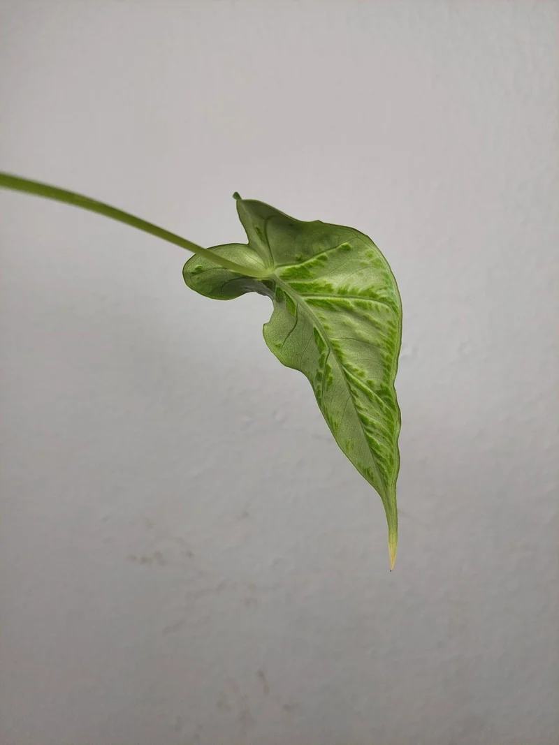 Sad Plants