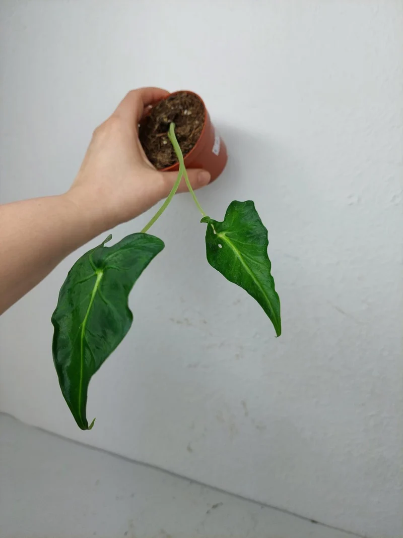 Sad Plants