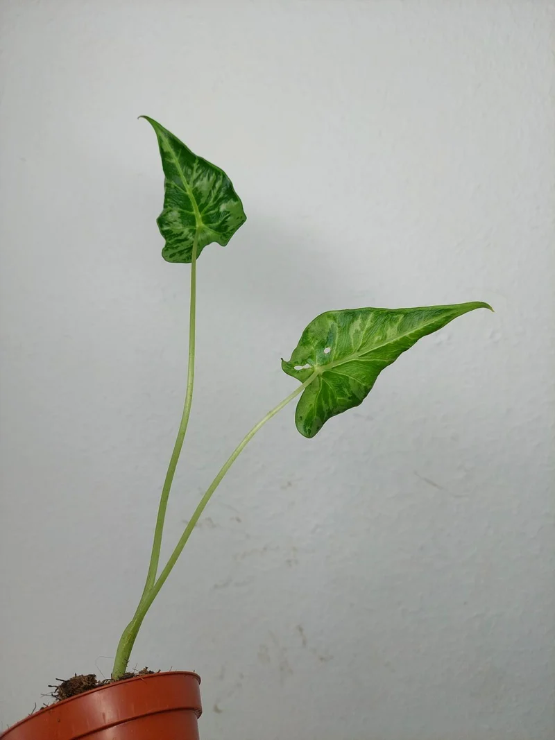 Sad Plants