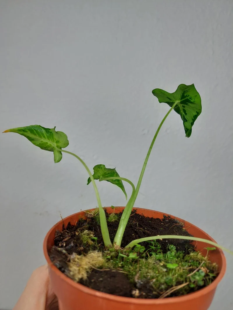 Sad Plants