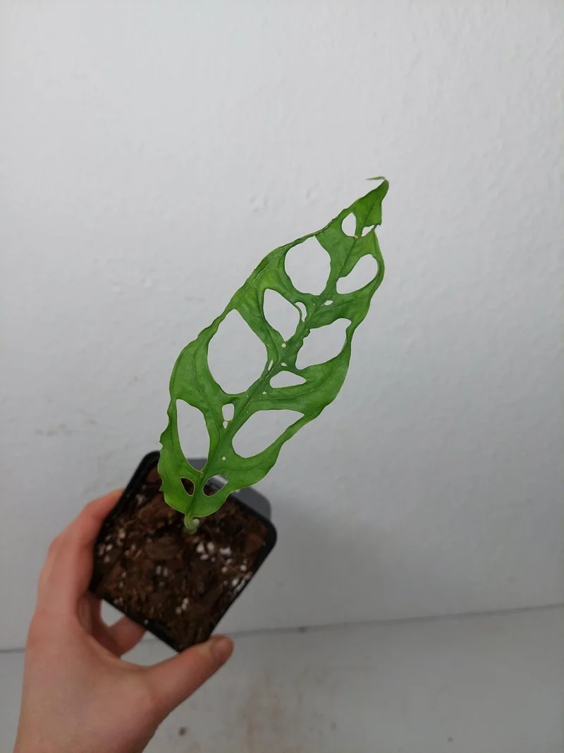 Sad Plants