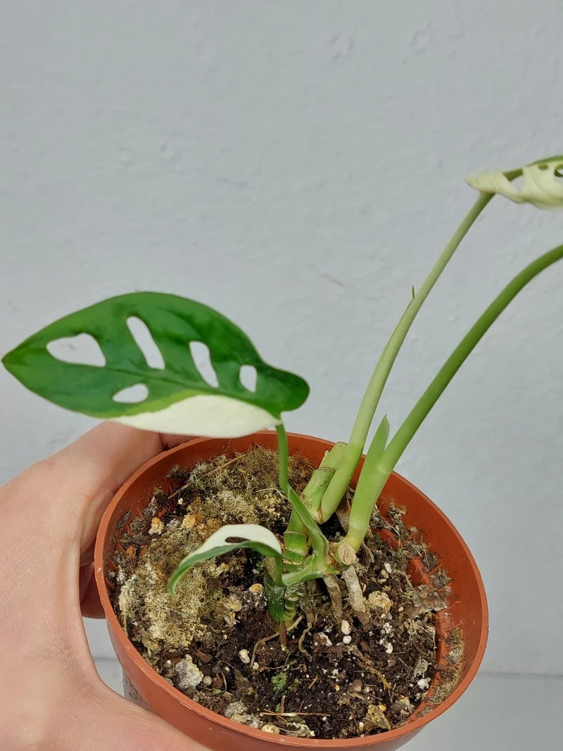 Sad Plants