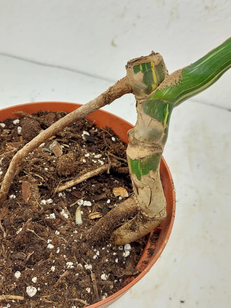 Sad Plants