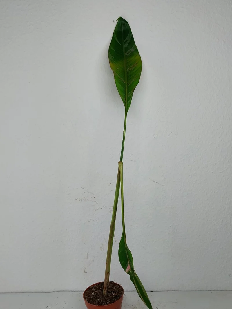 Sad Plants