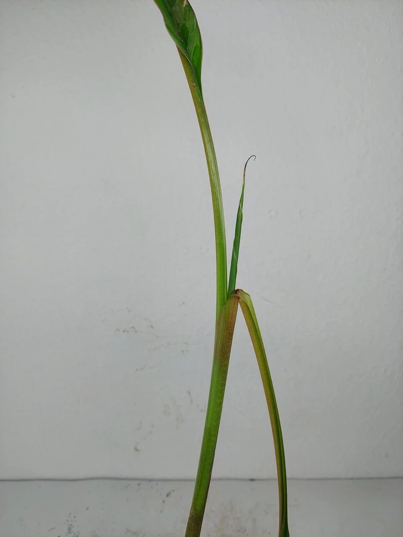 Sad Plants