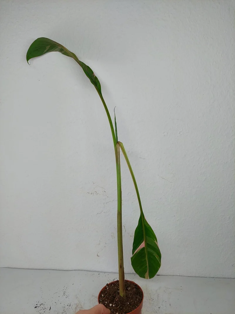 Sad Plants