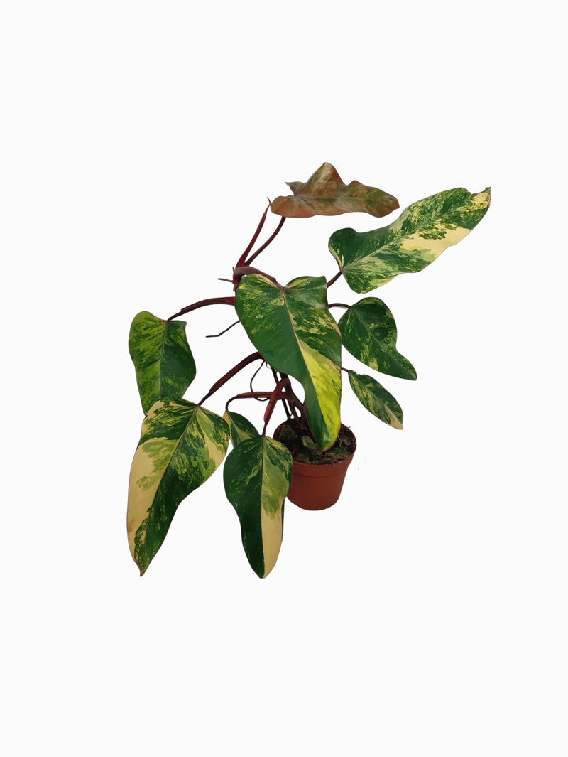 Philodendron Strawberry Shake Variegata