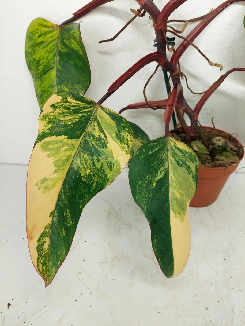 Philodendron Strawberry Shake Variegata