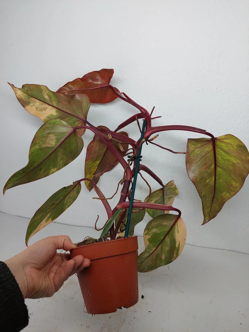 Philodendron Strawberry Shake Variegata