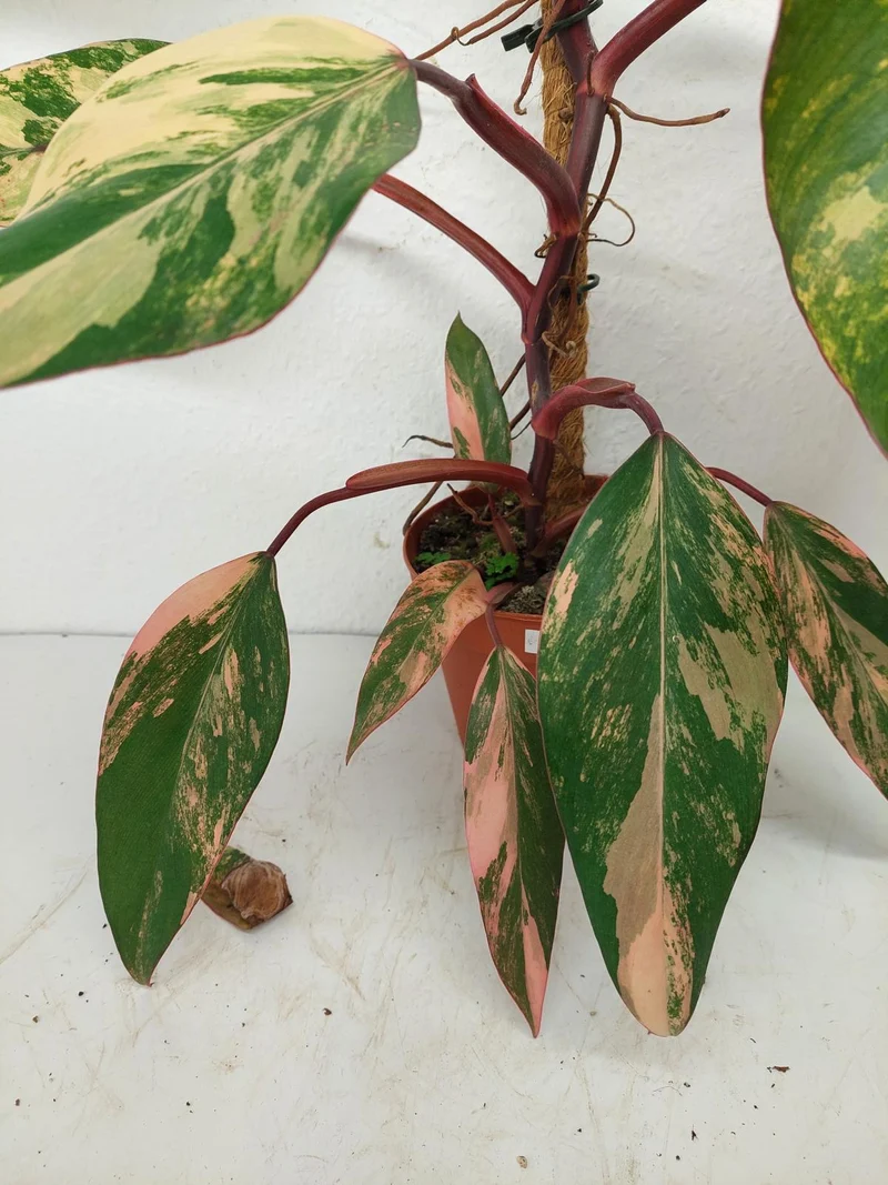 Philodendron Strawberry Shake Variegata