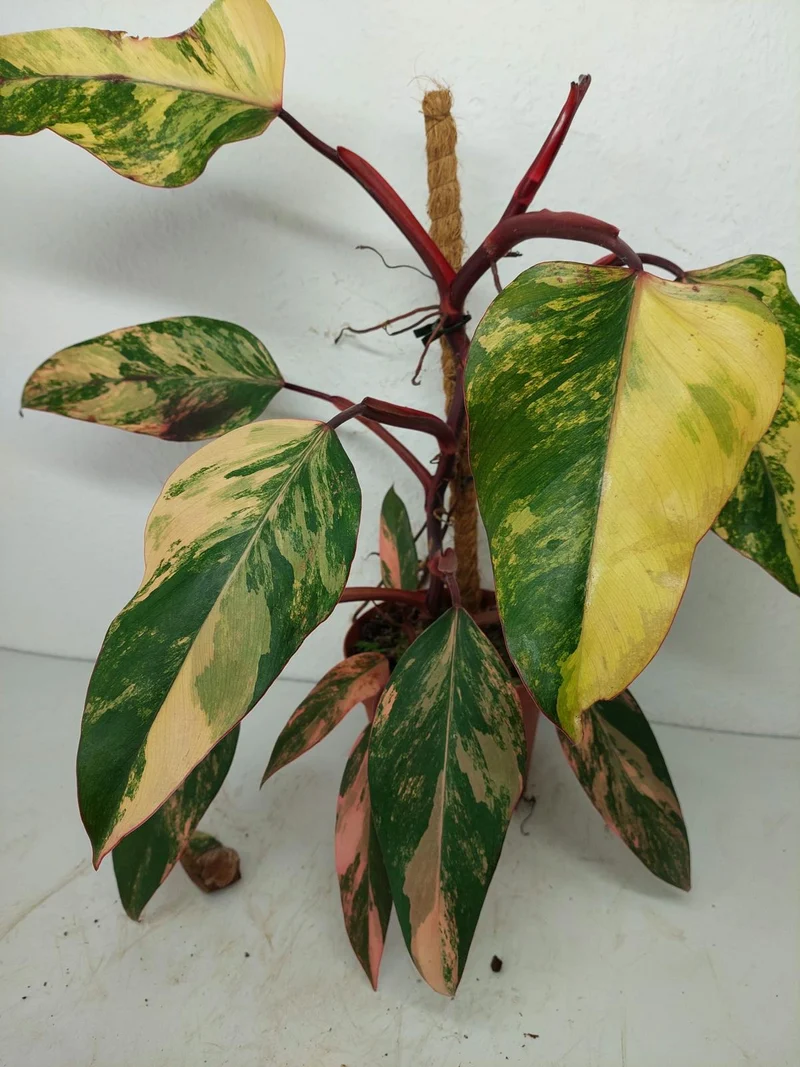 Philodendron Strawberry Shake Variegata