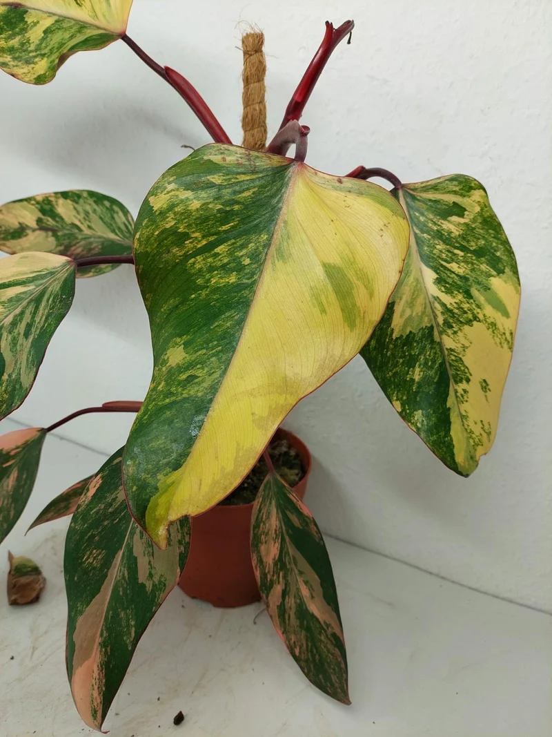 Philodendron Strawberry Shake Variegata