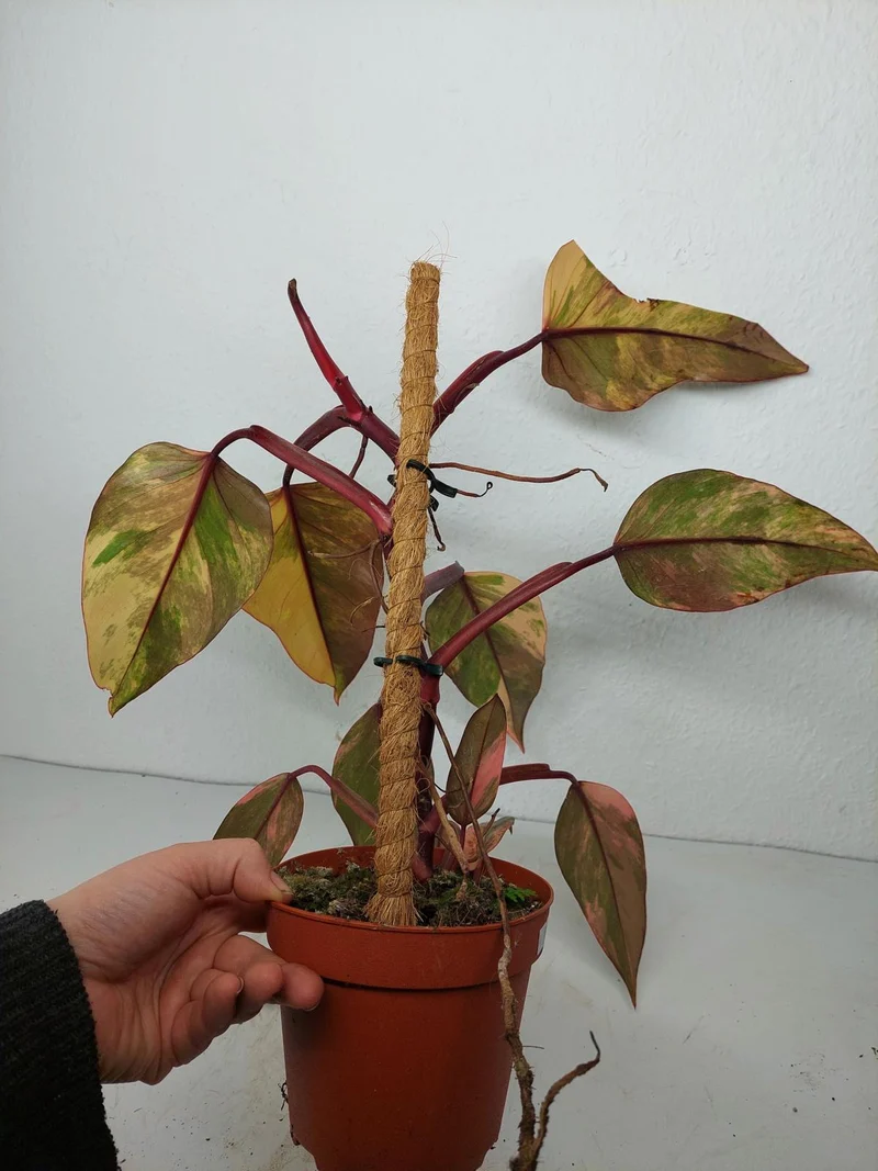 Philodendron Strawberry Shake Variegata