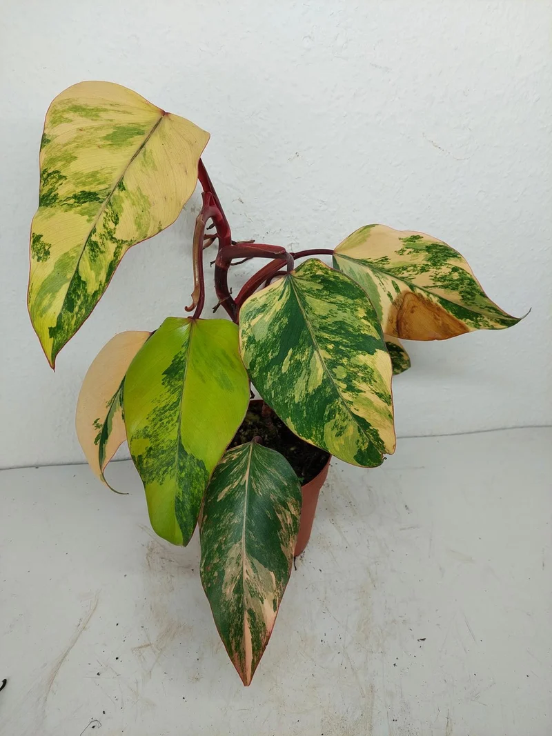 Philodendron Strawberry Shake Variegata