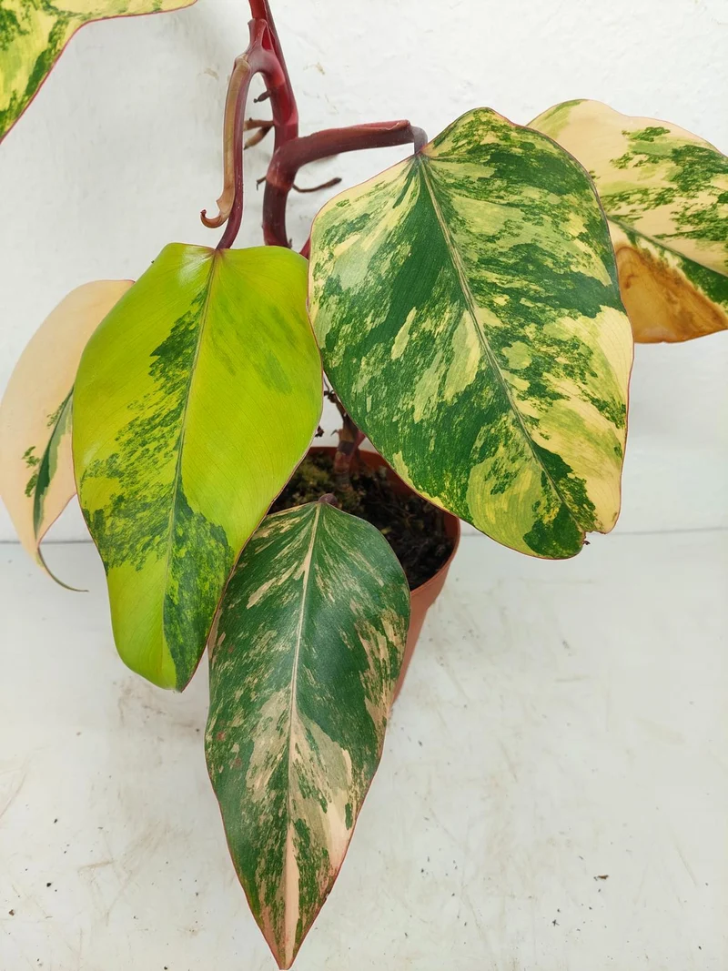 Philodendron Strawberry Shake Variegata