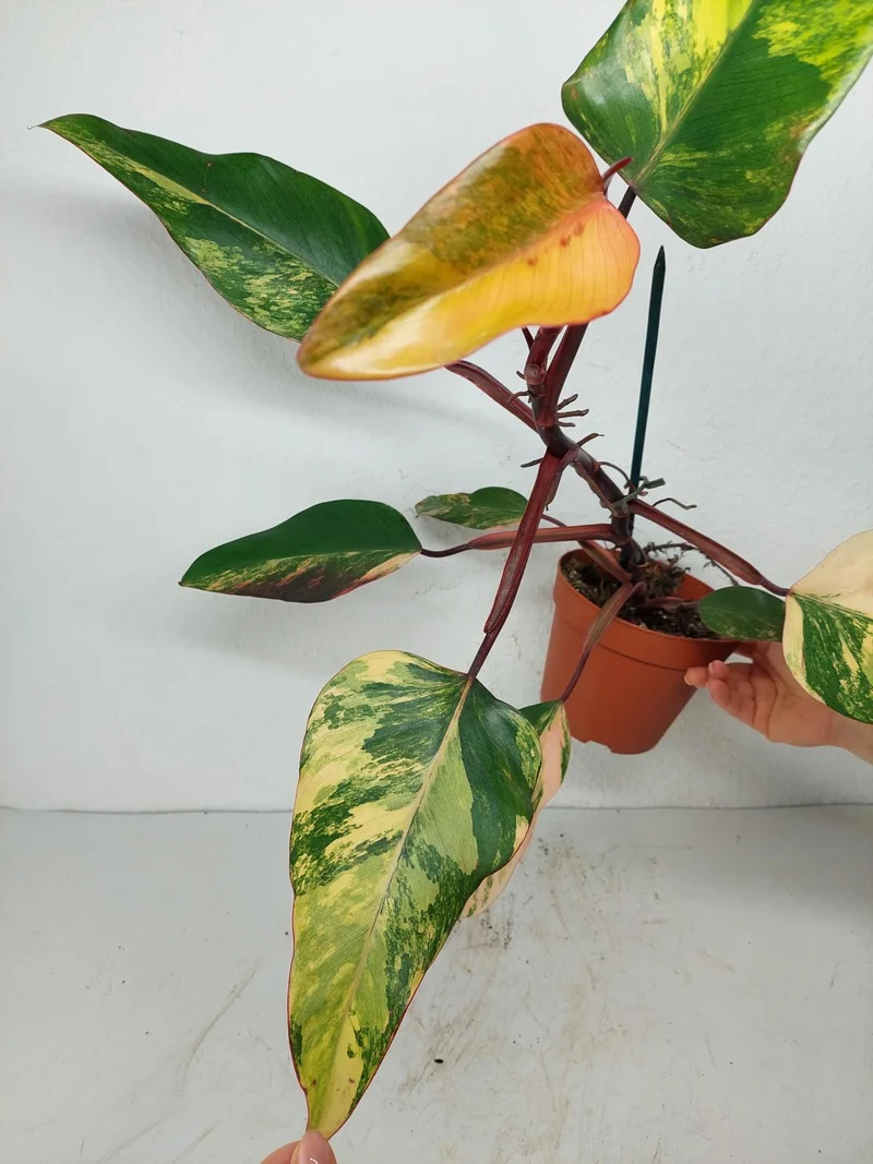 Philodendron Strawberry Shake Variegata