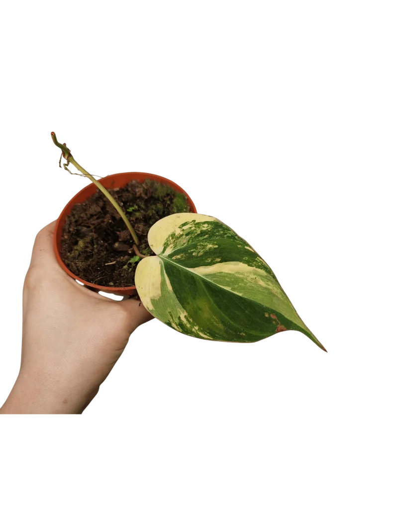 Philodendron Micans Aurea Steckling