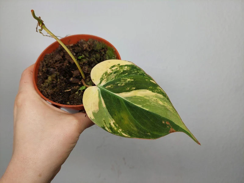 Philodendron Micans Aurea Steckling