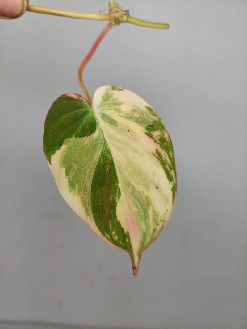 Philodendron Micans Aurea Steckling