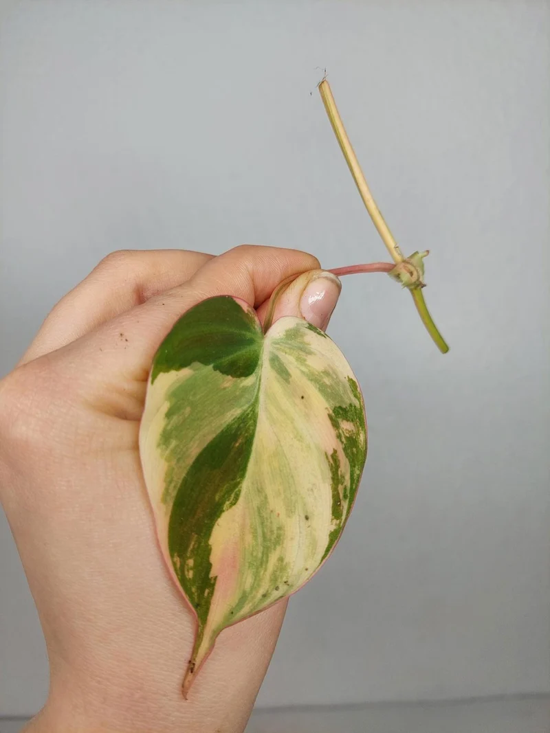 Philodendron Micans Aurea Steckling