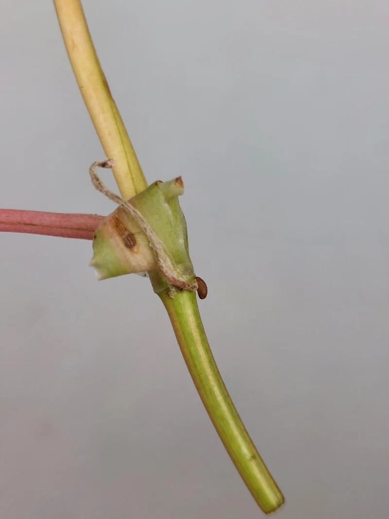 Philodendron Micans Aurea Steckling
