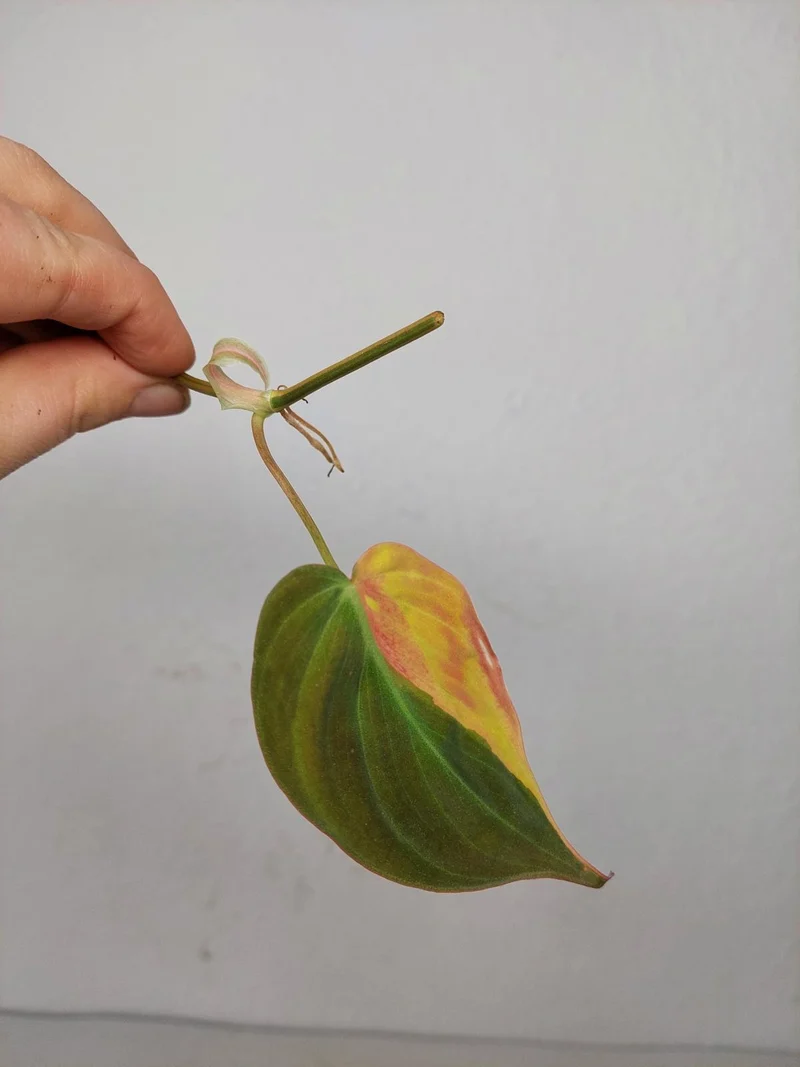 Philodendron Micans Aurea Steckling