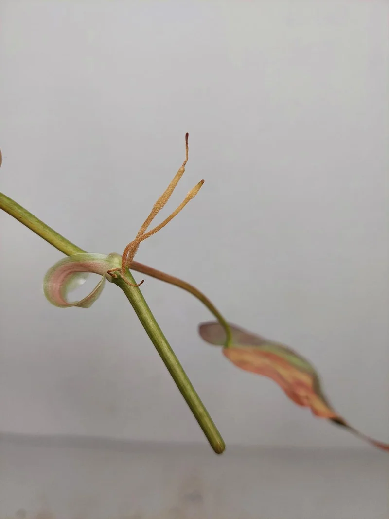 Philodendron Micans Aurea Steckling