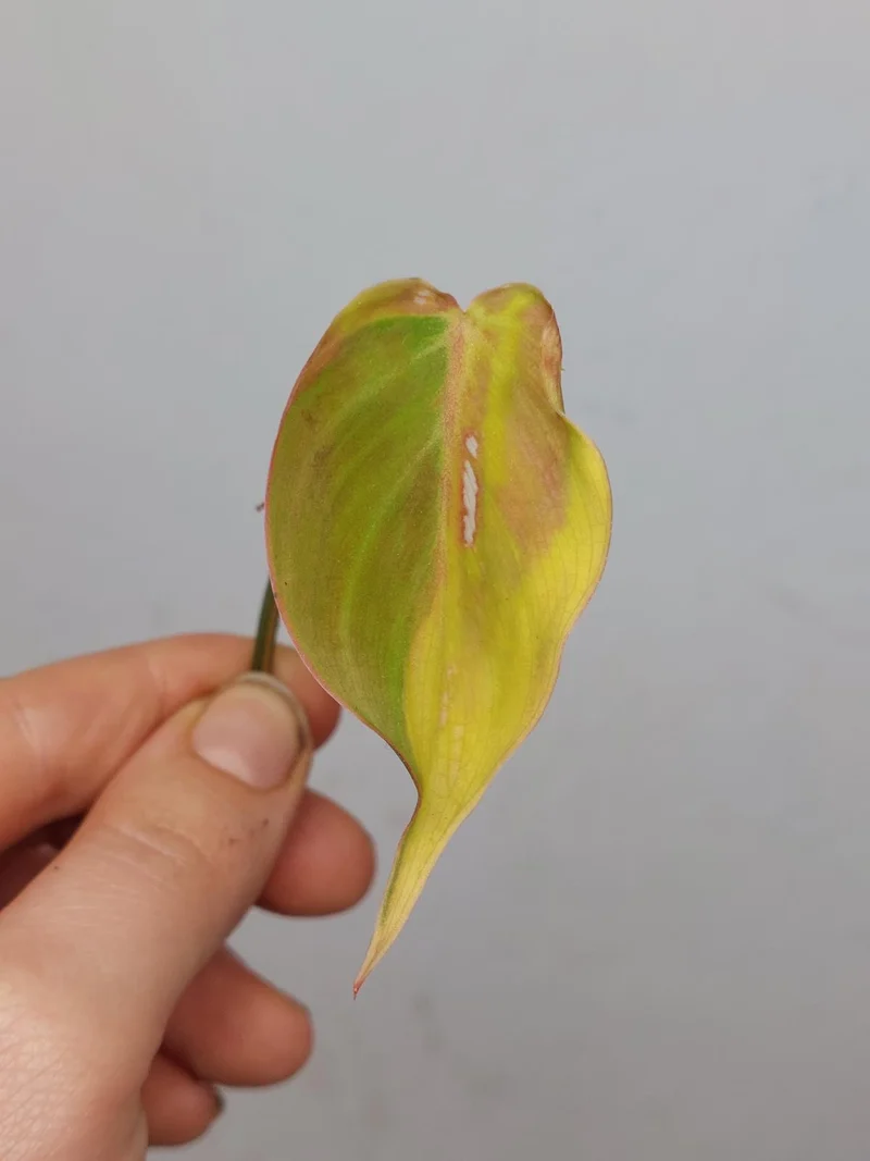 Philodendron Micans Aurea Steckling