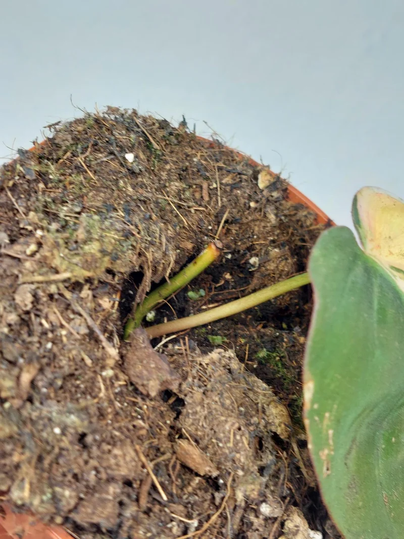 Philodendron Micans Aurea Steckling