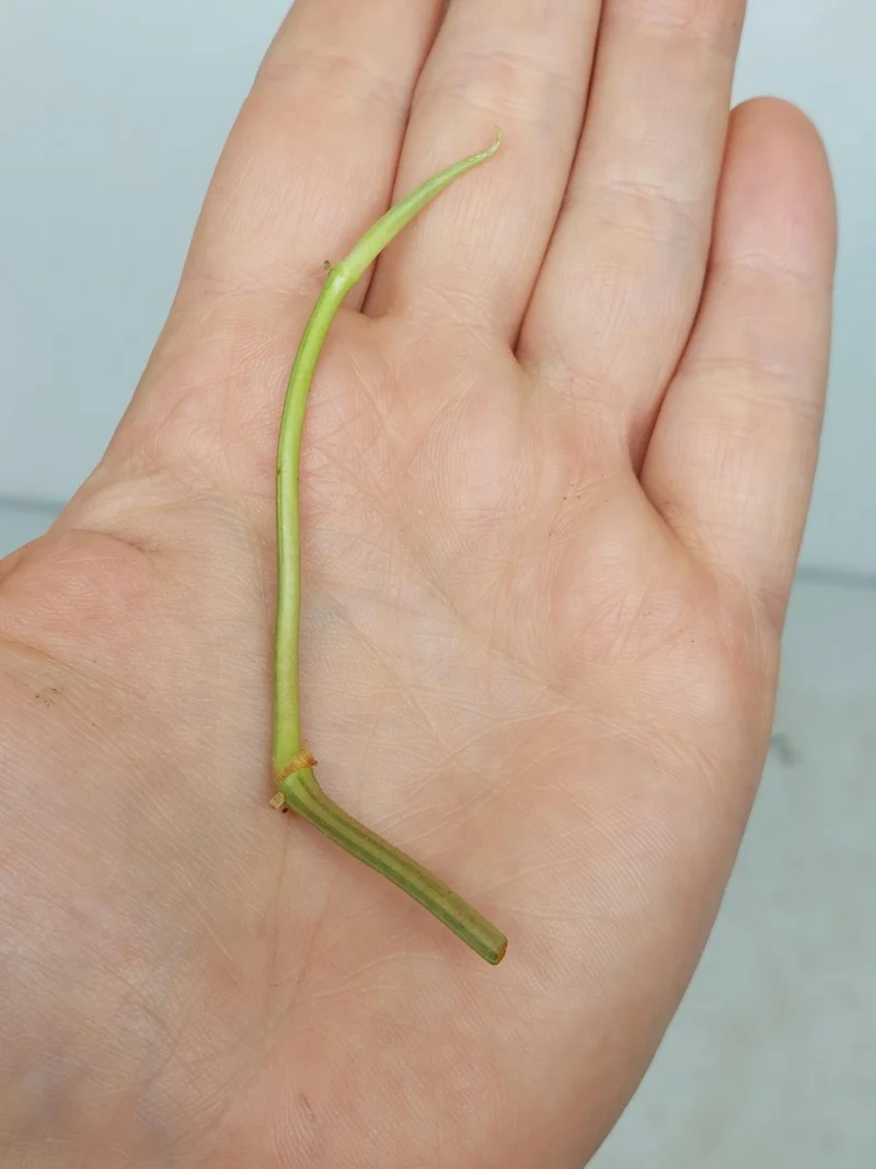 Philodendron Micans Aurea Steckling