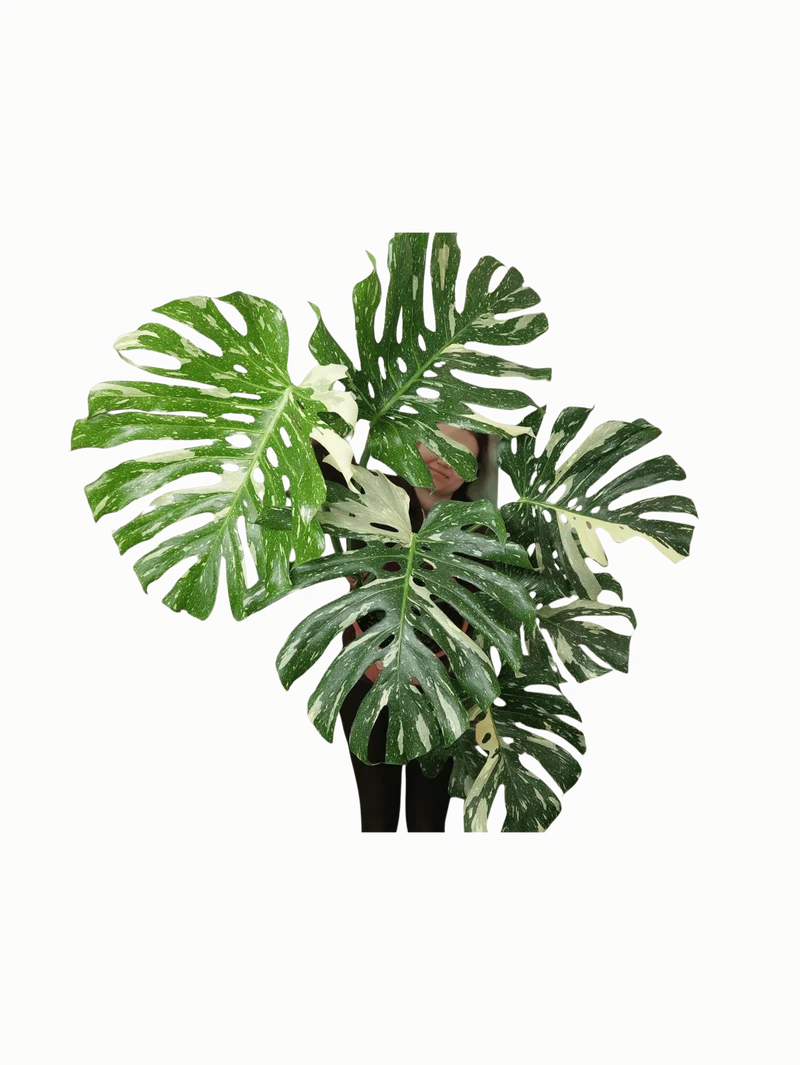 Monstera Thai Constellation XXL