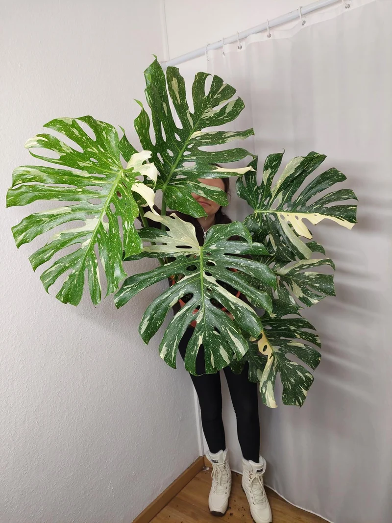 Monstera Thai Constellation XXL