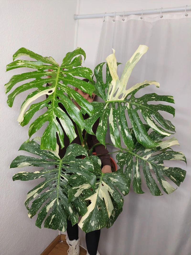 Monstera Thai Constellation XXL