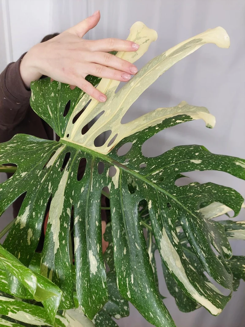 Monstera Thai Constellation XXL