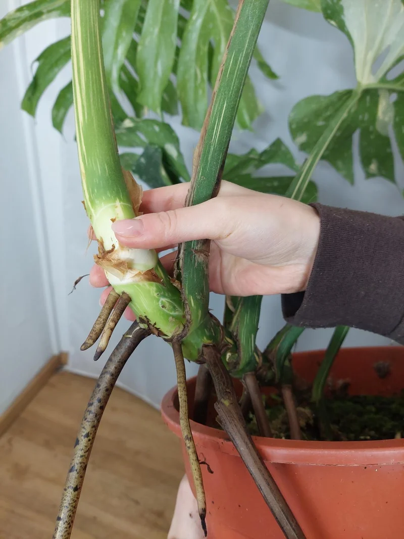 Monstera Thai Constellation XXL