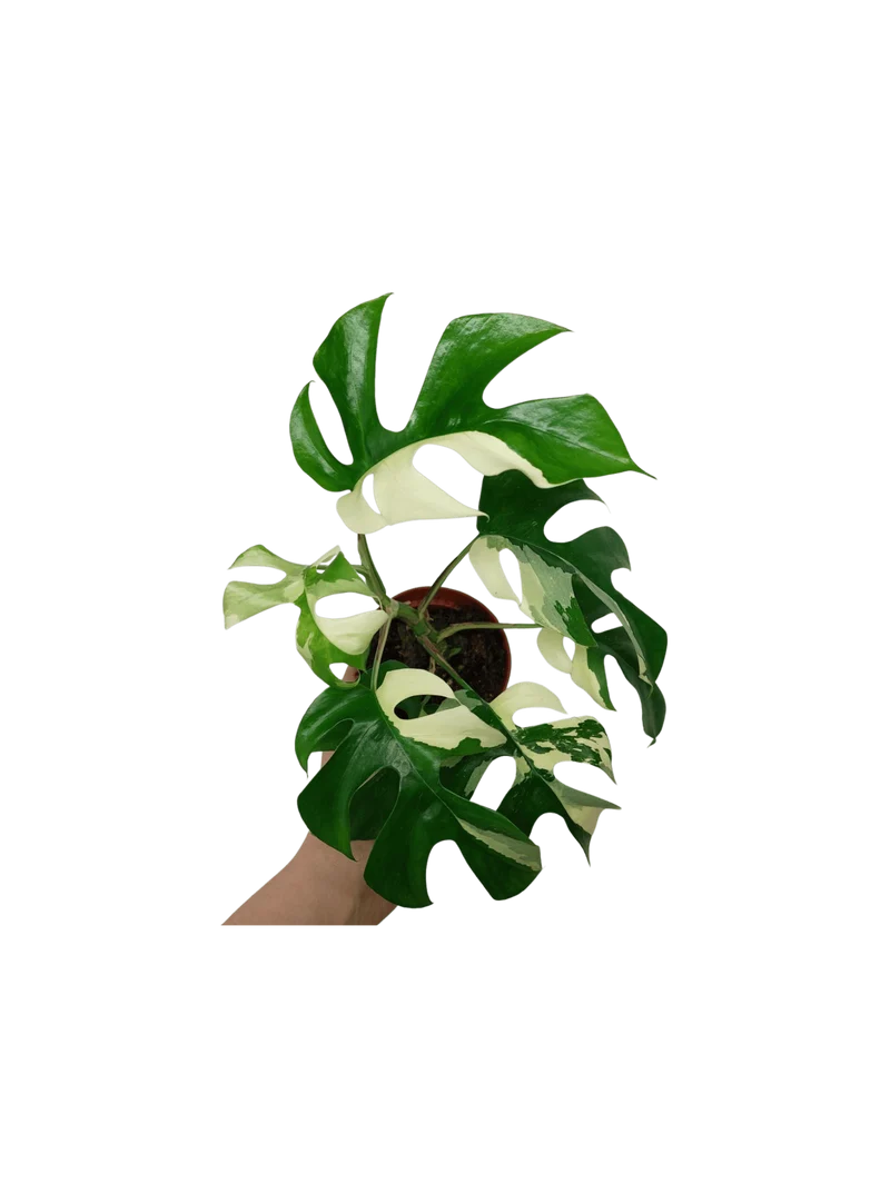 Monstera Minima / Raphidophora Tetrasperma Variegata (zum aussuchen)